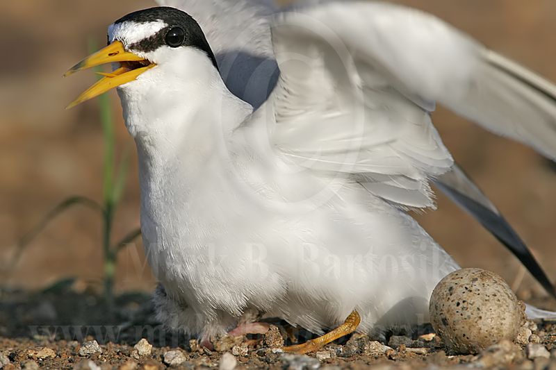 Least_Tern_4198_800.jpg