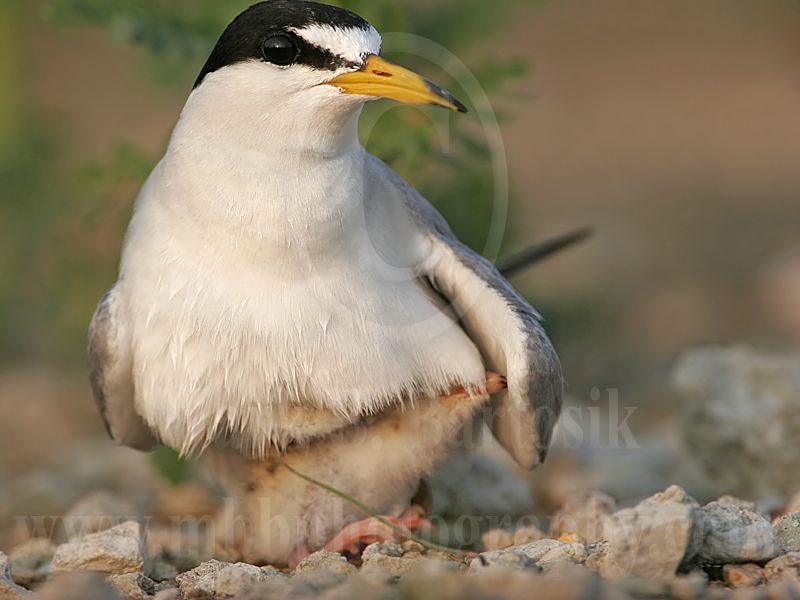 Least_Tern_3624_800.jpg