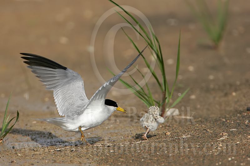 Least_Tern_5915_800.jpg