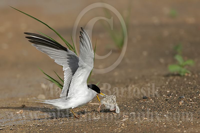 Least_Tern_5916_800.jpg