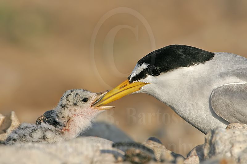Least_Tern_7685_800.jpg