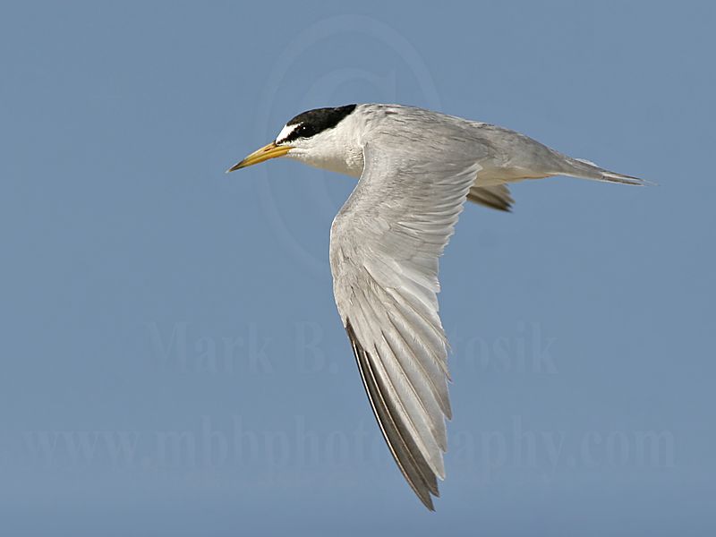 Least_Tern_2626_800.jpg