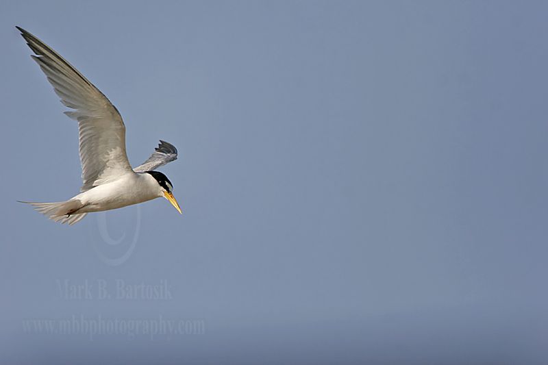 Least_Tern_3761 800.jpg