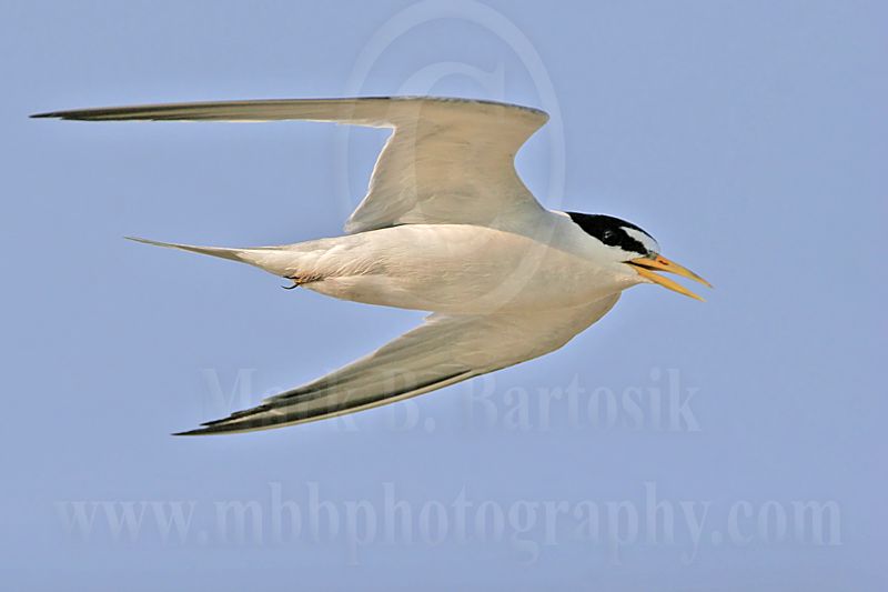 Least_Tern_3878_800.jpg