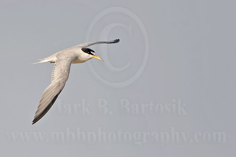 Least_Tern_4000_800.jpg