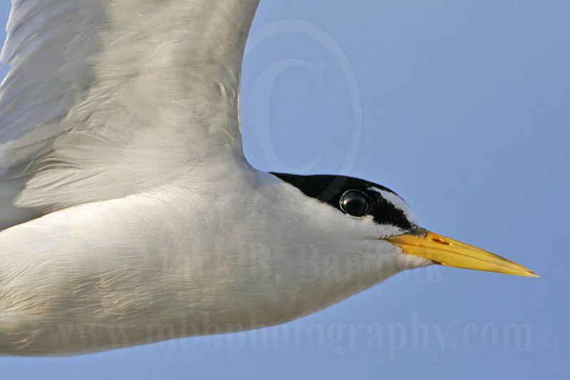 Least_Tern_5051_800.jpg