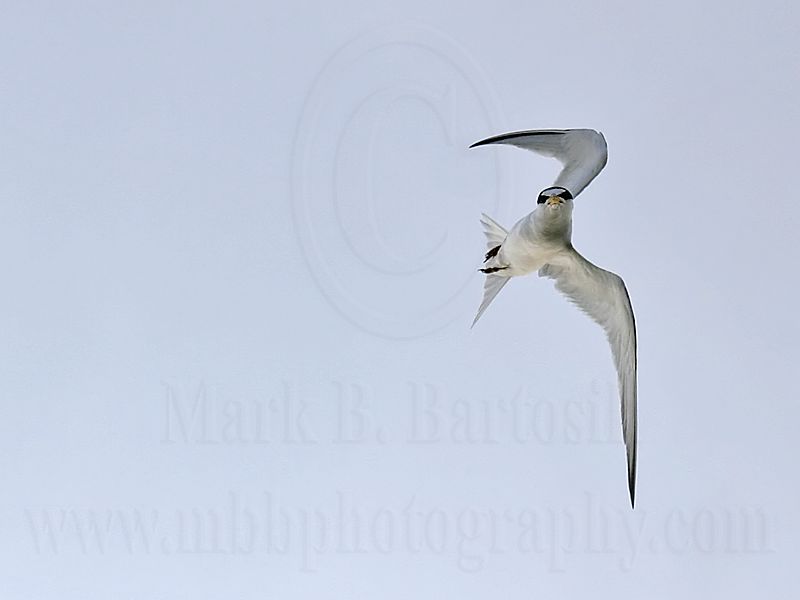 Least_Tern_5198_800.jpg