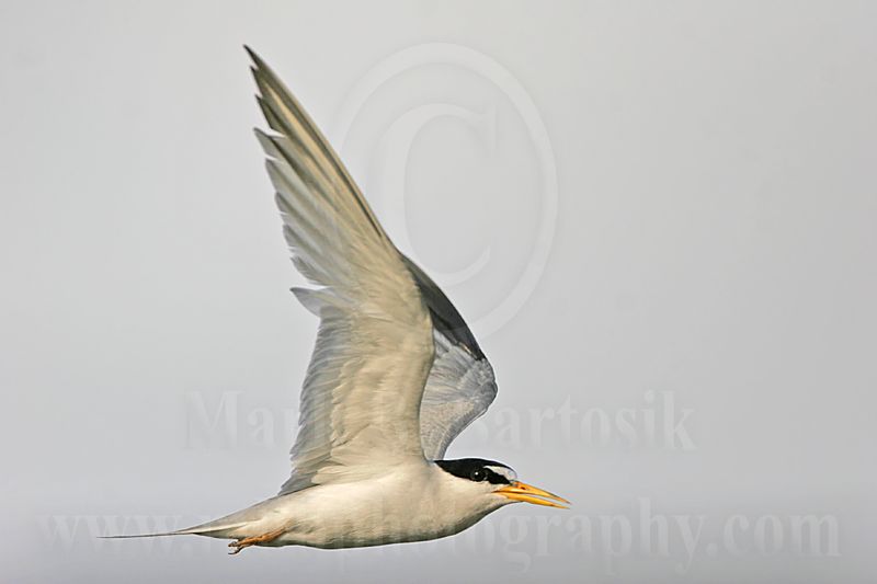 Least_Tern_6302 800.jpg
