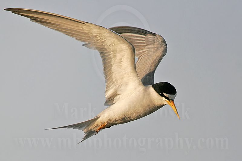 Least_Tern_6570_800.jpg