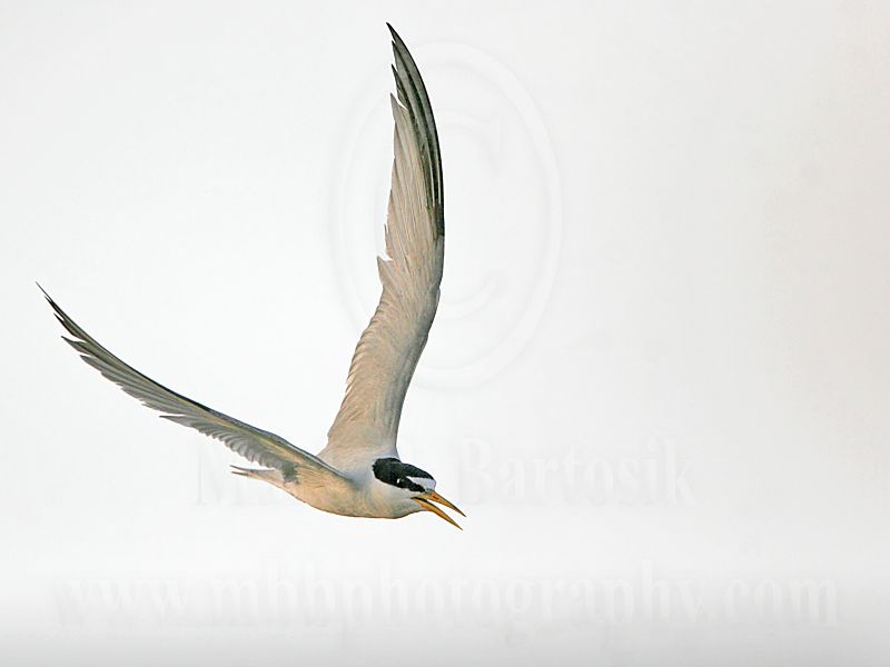 Least_Tern_6615_800.jpg