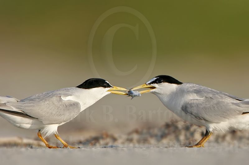 Least_Tern_4524_800.jpg
