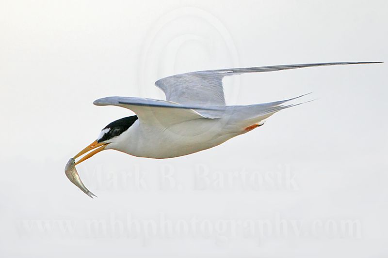 Least_Tern_4986 800.jpg