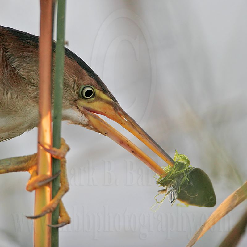 Least_Bittern_3933_800.jpg
