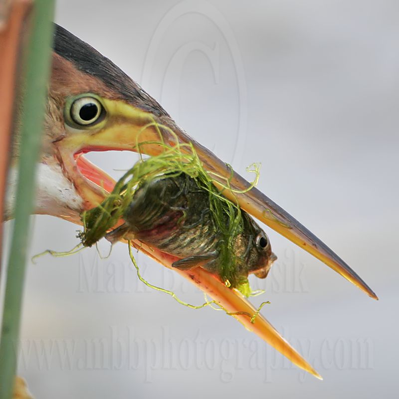 Least_Bittern_3987_800.jpg