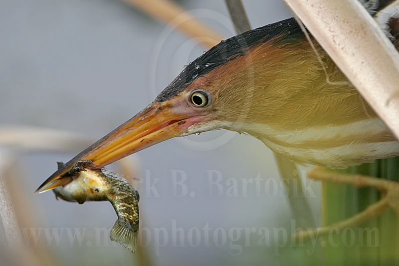 Least_Bittern_4845_800.jpg