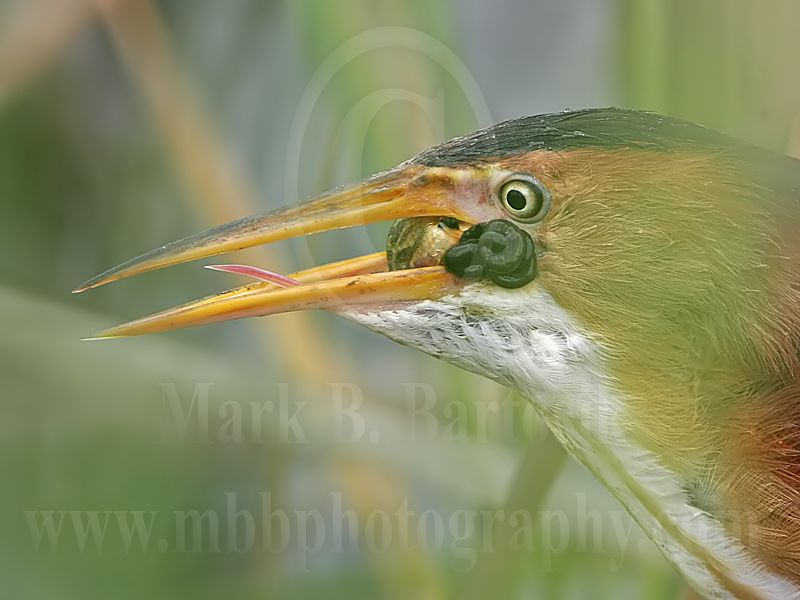 Least_Bittern_4921_800.jpg