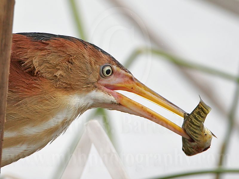 Least_Bittern_5163_800.jpg