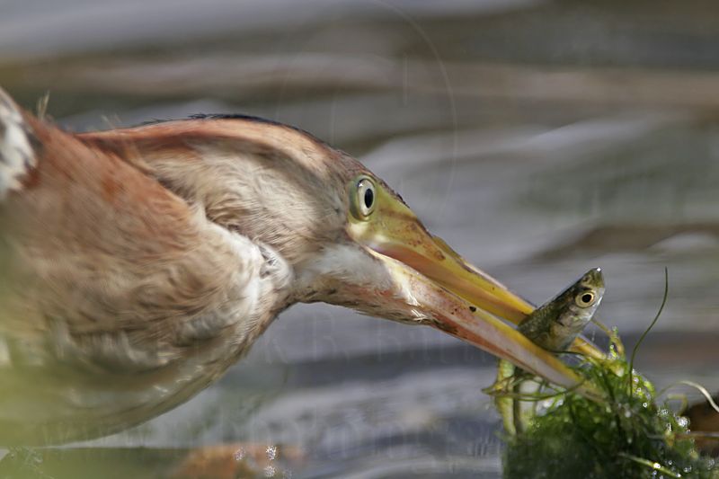 Least_Bittern_6424_800.jpg