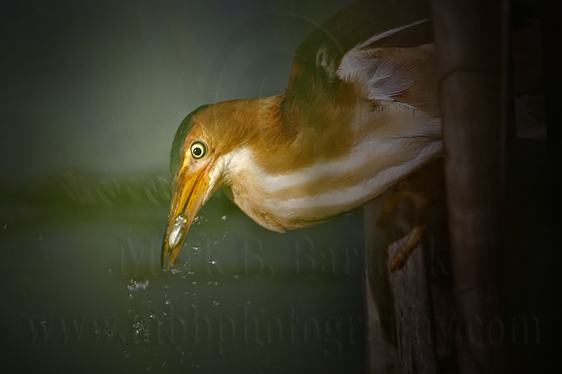 Least_Bittern_7217_800.jpg