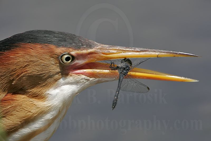 Least_Bittern_8790_800.jpg