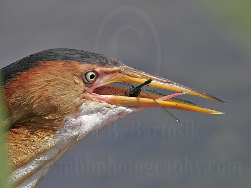 Least_Bittern_8801_800.jpg