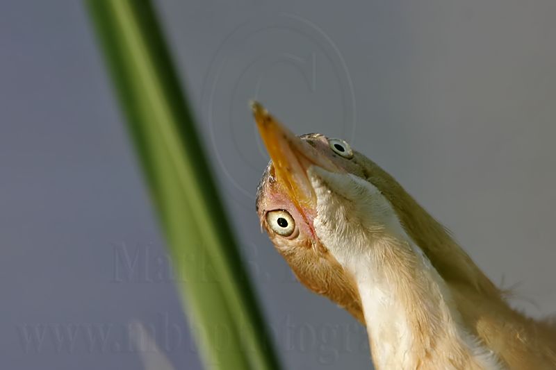 Least_Bittern_1488_800.jpg