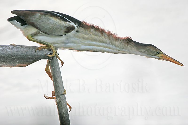 Least_Bittern_4205 800.jpg