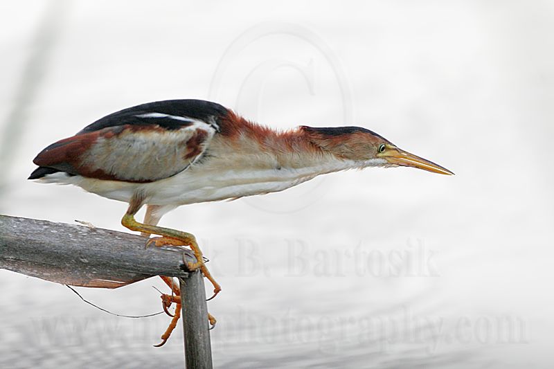 Least_Bittern_4262 800.jpg