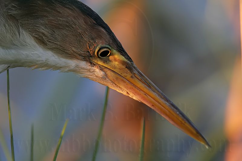 Least_Bittern_6407 800.jpg