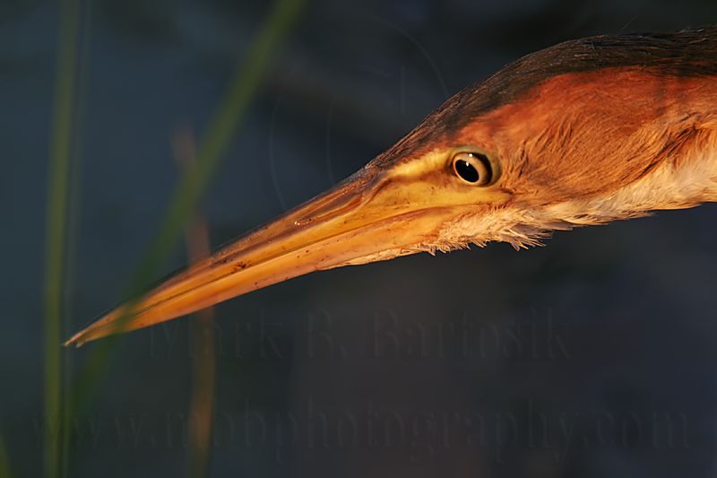Least_Bittern_6492 800.jpg
