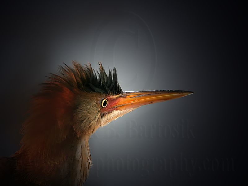 Least_Bittern_7550_ 800.jpg