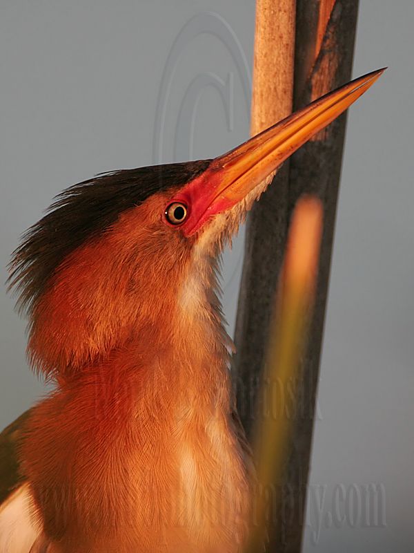 Least_Bittern_7679_800.jpg