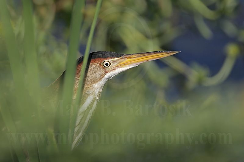 Least_Bittern_8296 800.jpg