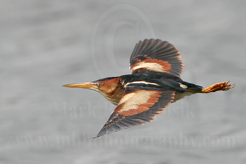 Least_Bittern_0385_800.jpg