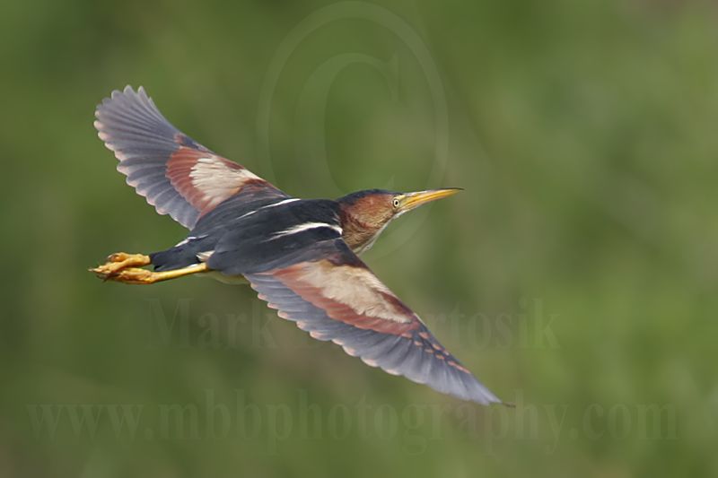 Least_Bittern_0541_800.jpg