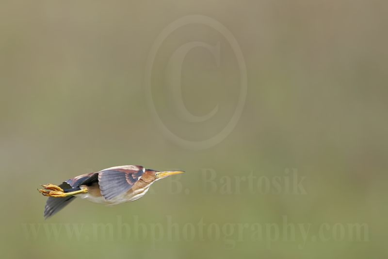 Least_Bittern_0546_800.jpg