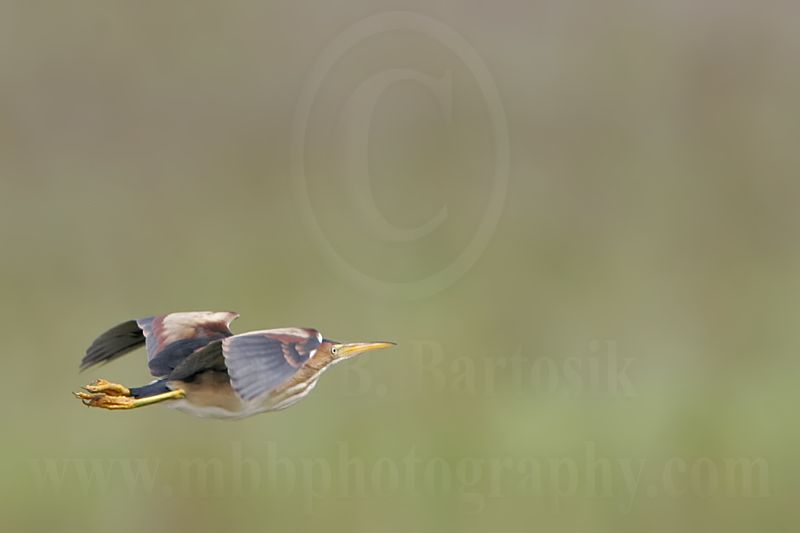 Least_Bittern_0547_800.jpg
