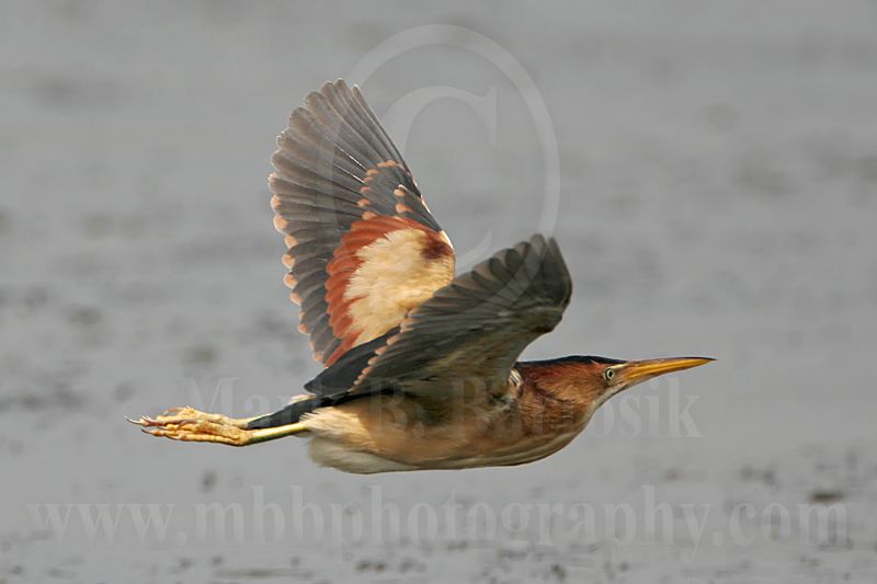Least_Bittern_2372_800.jpg