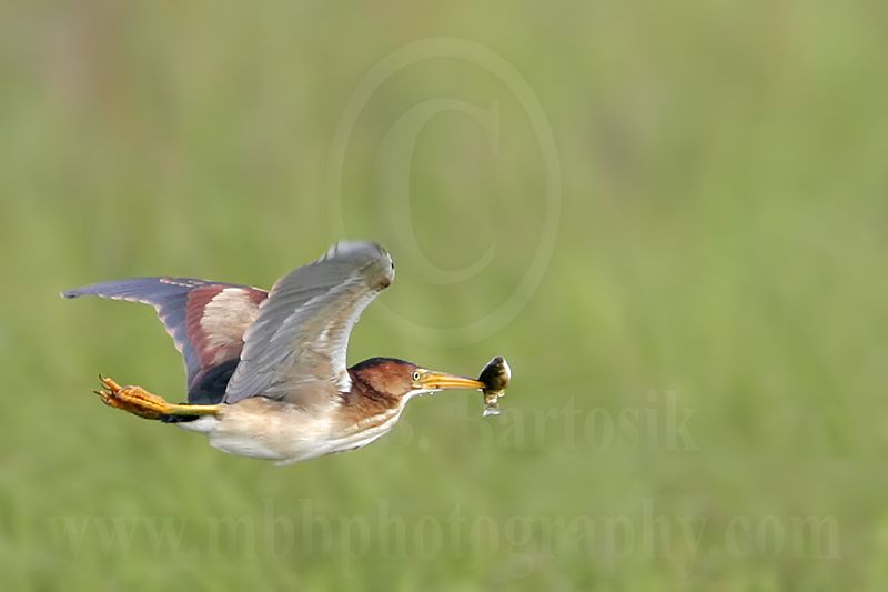 Least_Bittern_2914_800.jpg