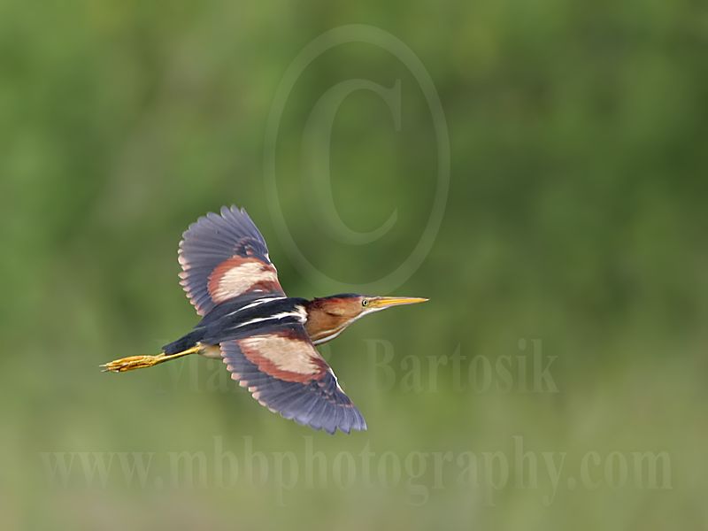 Least_Bittern_2967_800.jpg