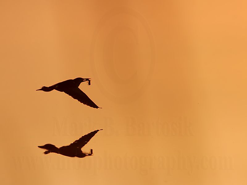 Least_Bittern_7951 800.jpg