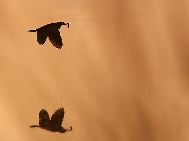 Least_Bittern_7955_800.jpg