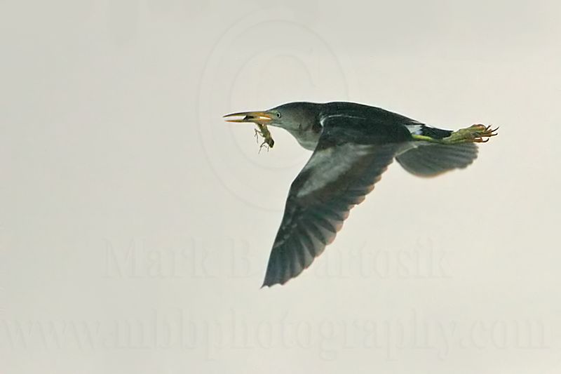 Least_Bittern_7970_800.jpg