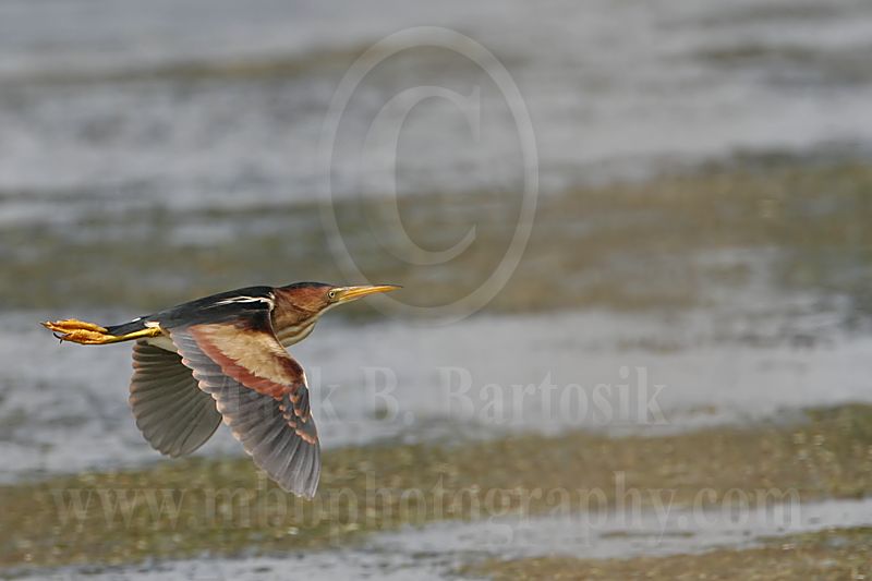 Least_Bittern_9486_800.jpg