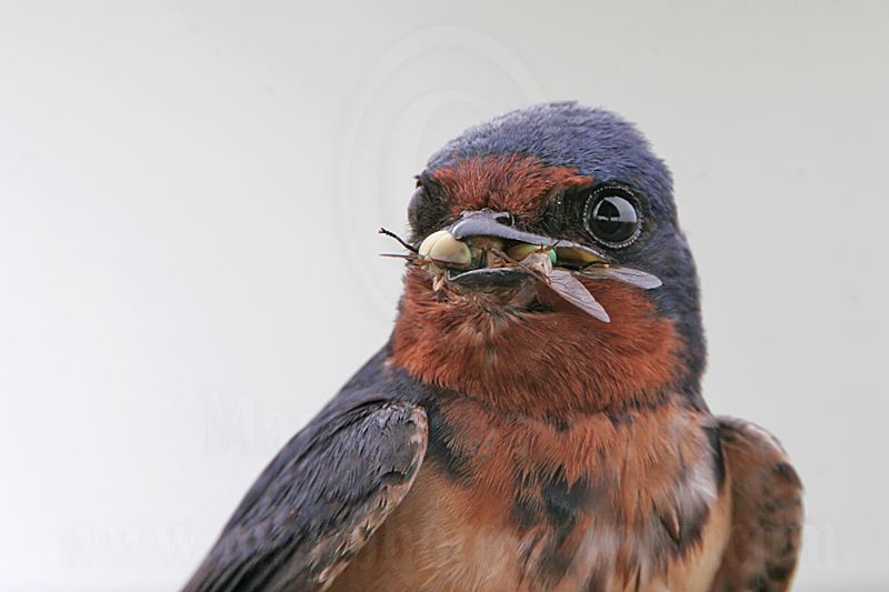 Barn_Swallow_2213_800.jpg