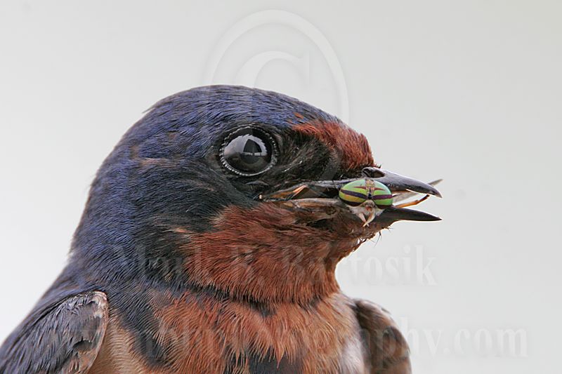 Barn_Swallow_2498_800.jpg