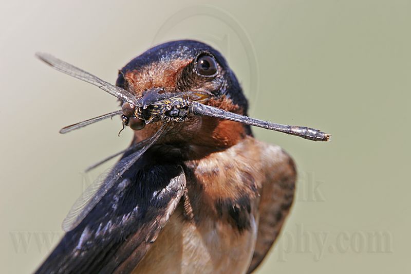 Barn_Swallow_5328 800.jpg