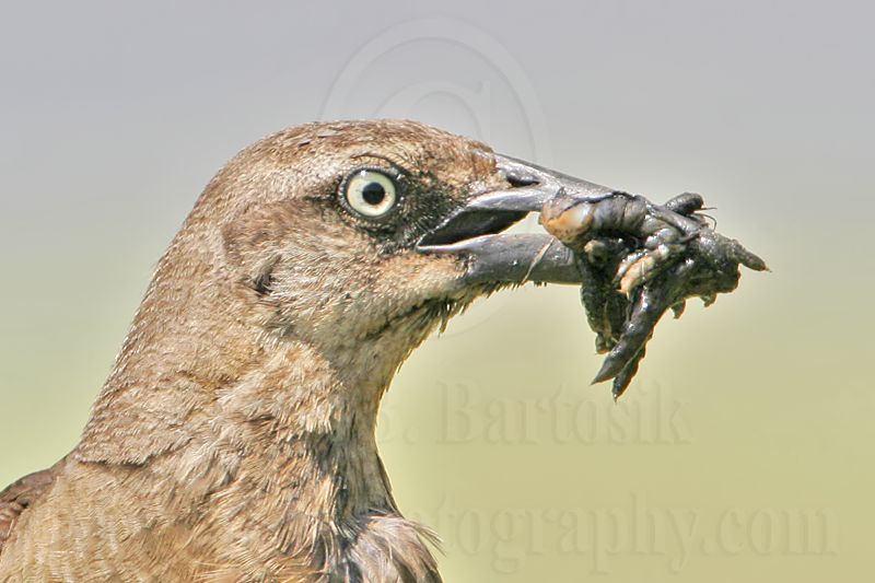 Great-tailed_Grackle_0725_800.jpg