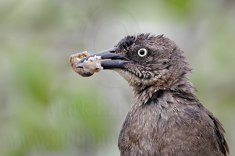 Great-tailed_Grackle_3284_800.jpg
