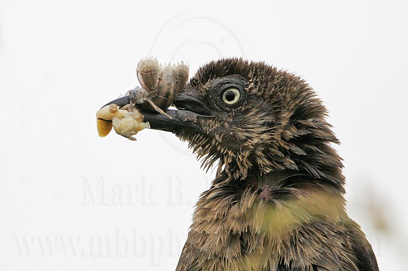 Great-tailed_Grackle_3429_800.jpg